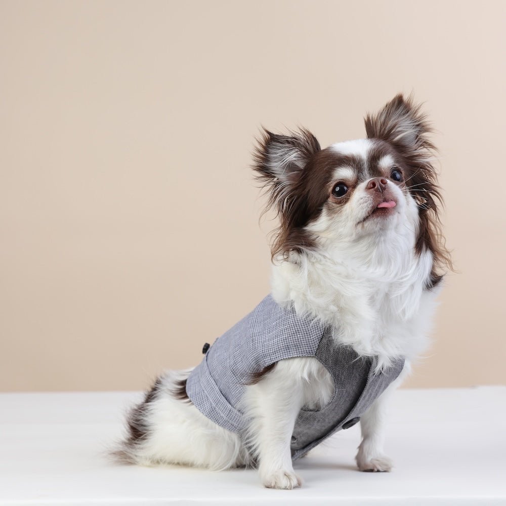 Best Dog Vest: Bestpup Edition