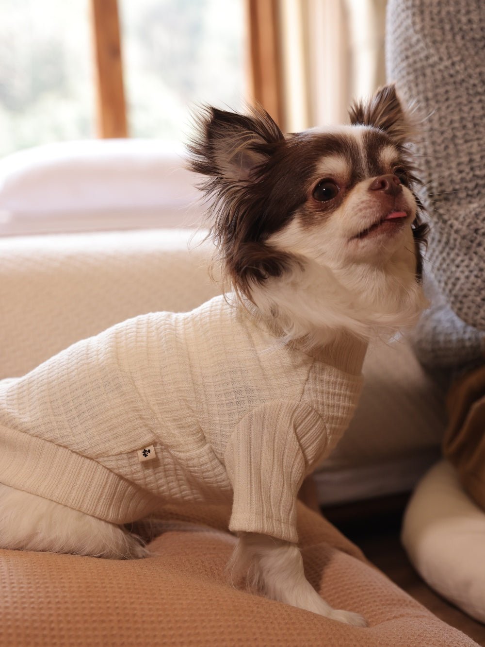milletpets-dog-cotton-cashmere-turtleneck-sweater-white-live-3