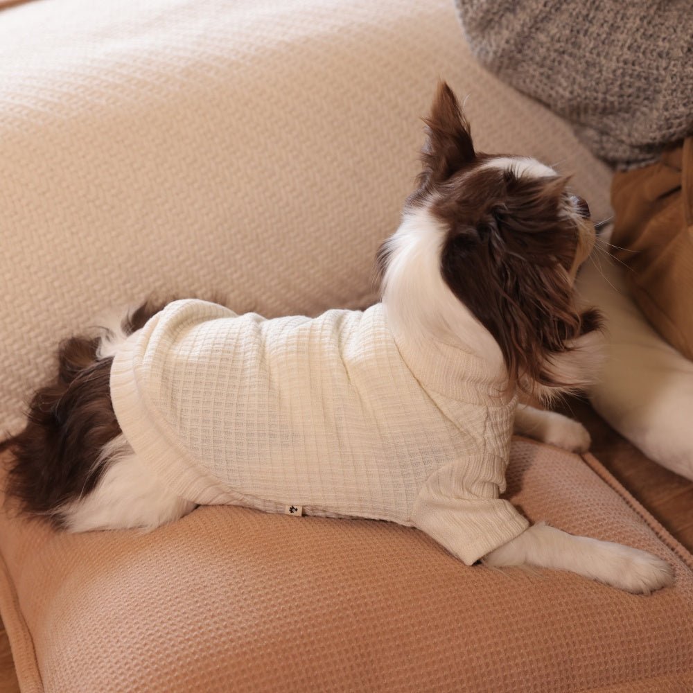 milletpets-dog-cotton-cashmere-turtleneck-sweater-white-live