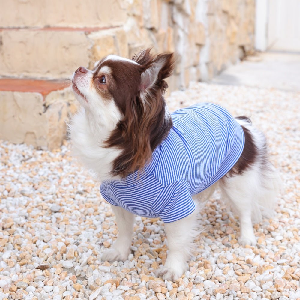 milletpets-dog-cotton-short-sleeves-blue-outdoor