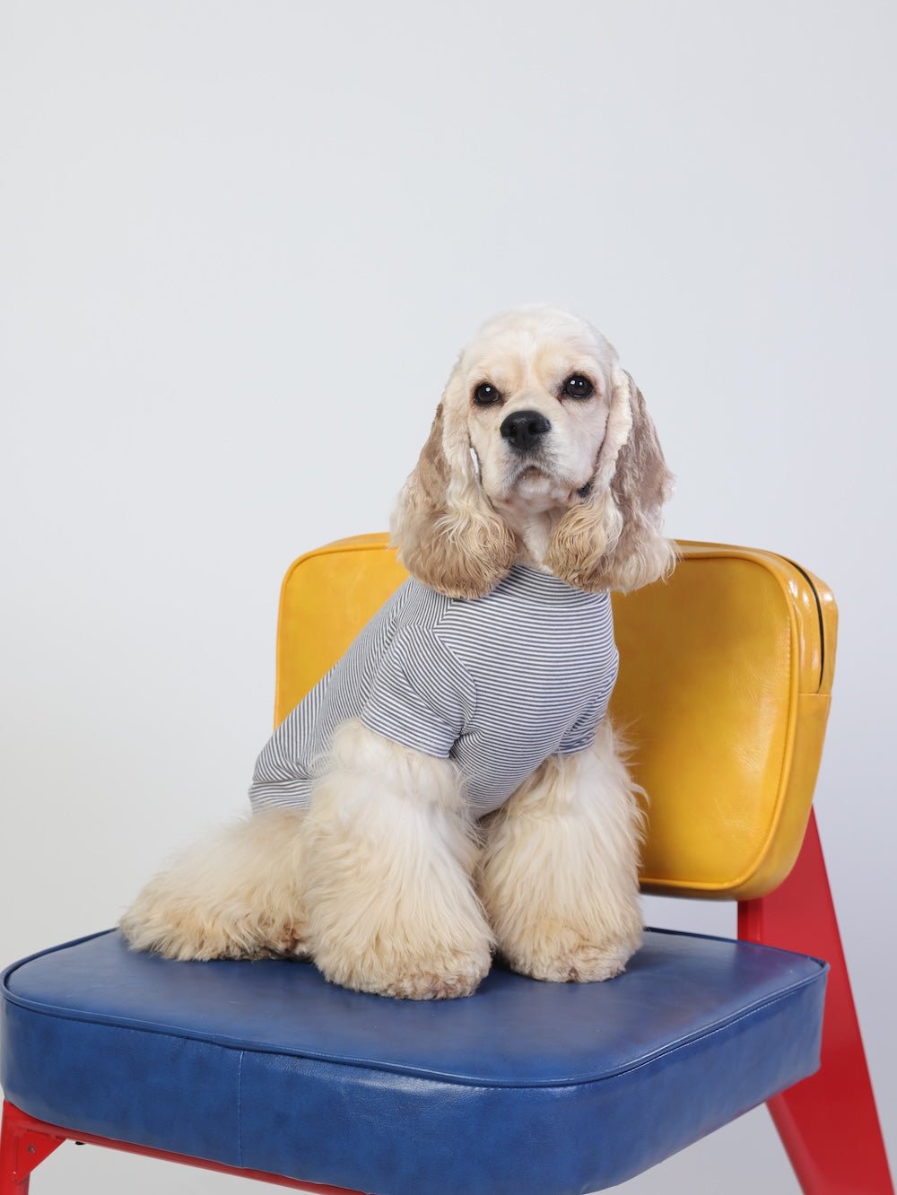 milletpets-dog-cotton-short-sleeves-grey-live-2