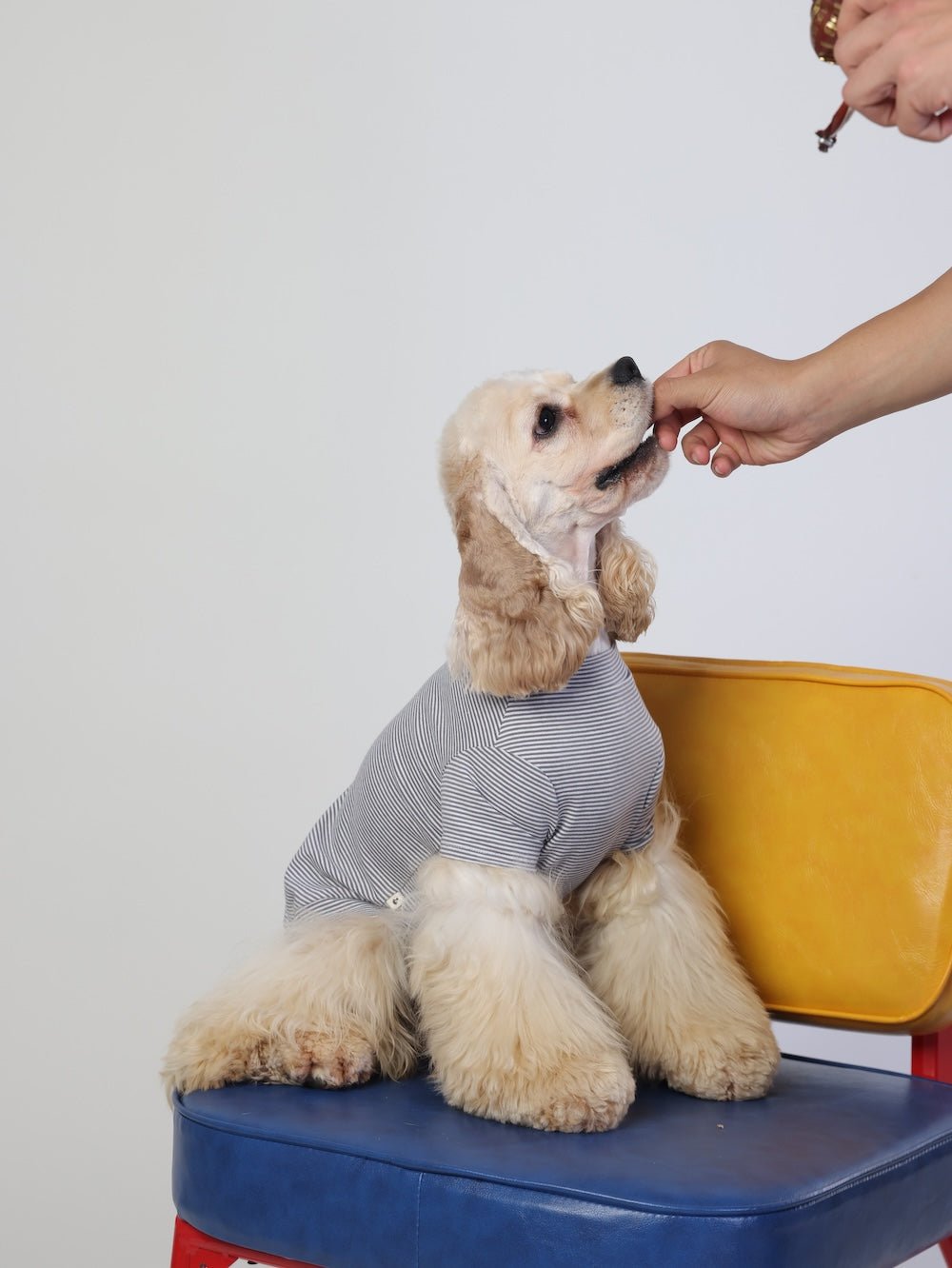 milletpets-dog-cotton-short-sleeves-grey-live