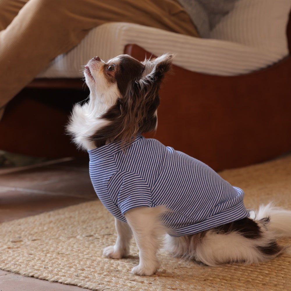 milletpets-dog-cotton-short-sleeves-blue-indoor