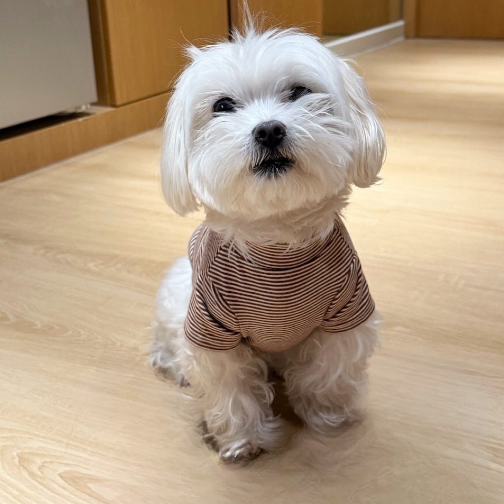 milletpets-dog-cotton-short-sleeves-brown-front-1