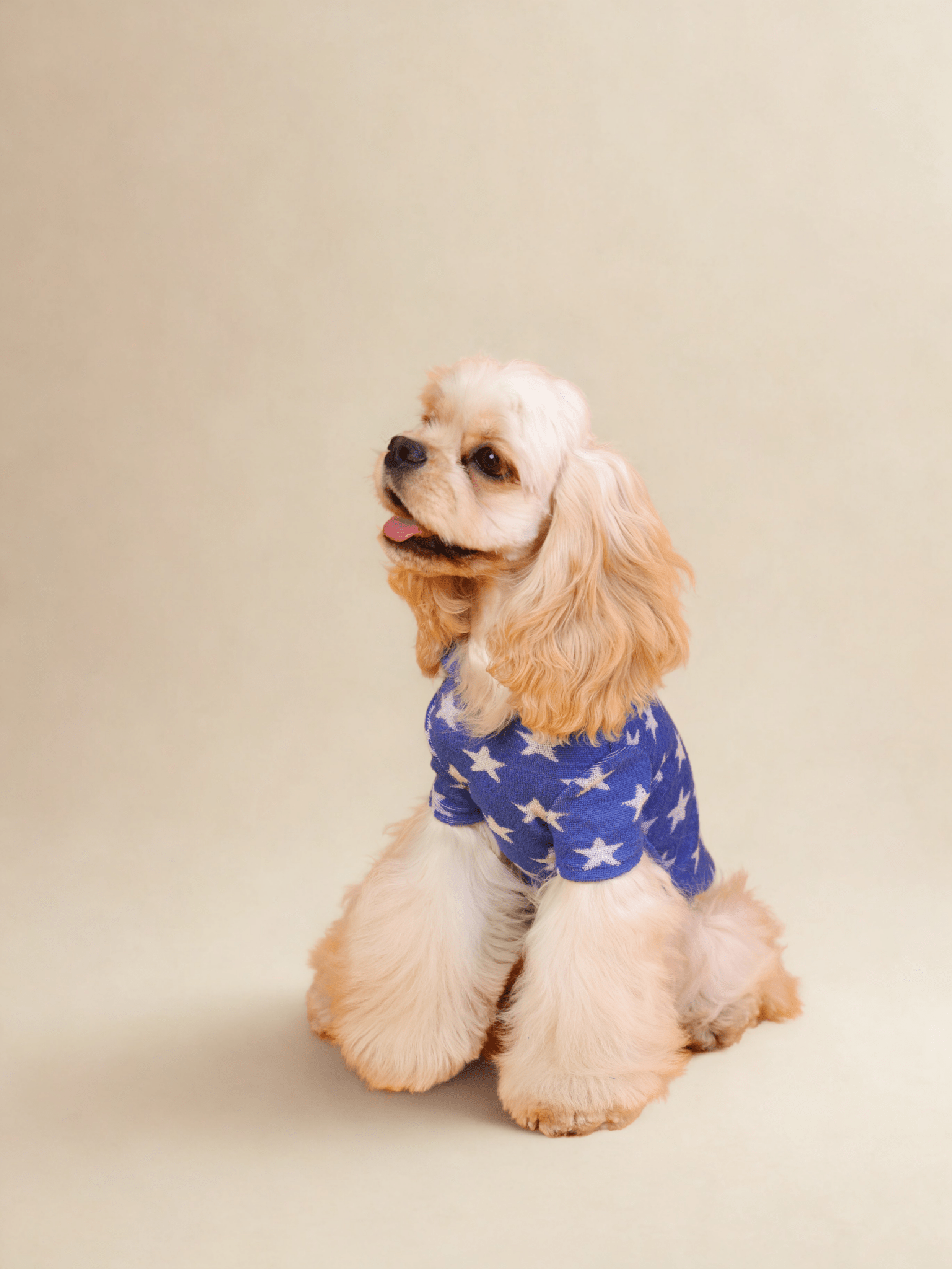 milletpets-dog-cotton-towel-hoodie-all-star-indoor